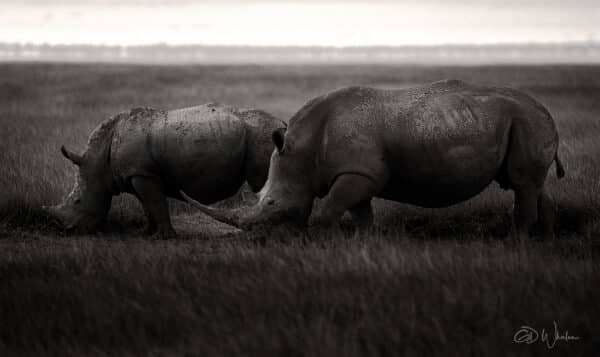 Rhinos in the Masai Mara rhino 2RhinosBW GD Whalen Photography
