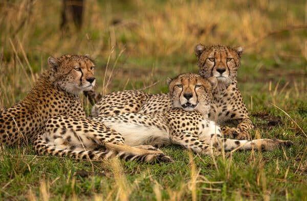 3 Cheetahs Resting cheetah 3cheetahResting GD Whalen Photography