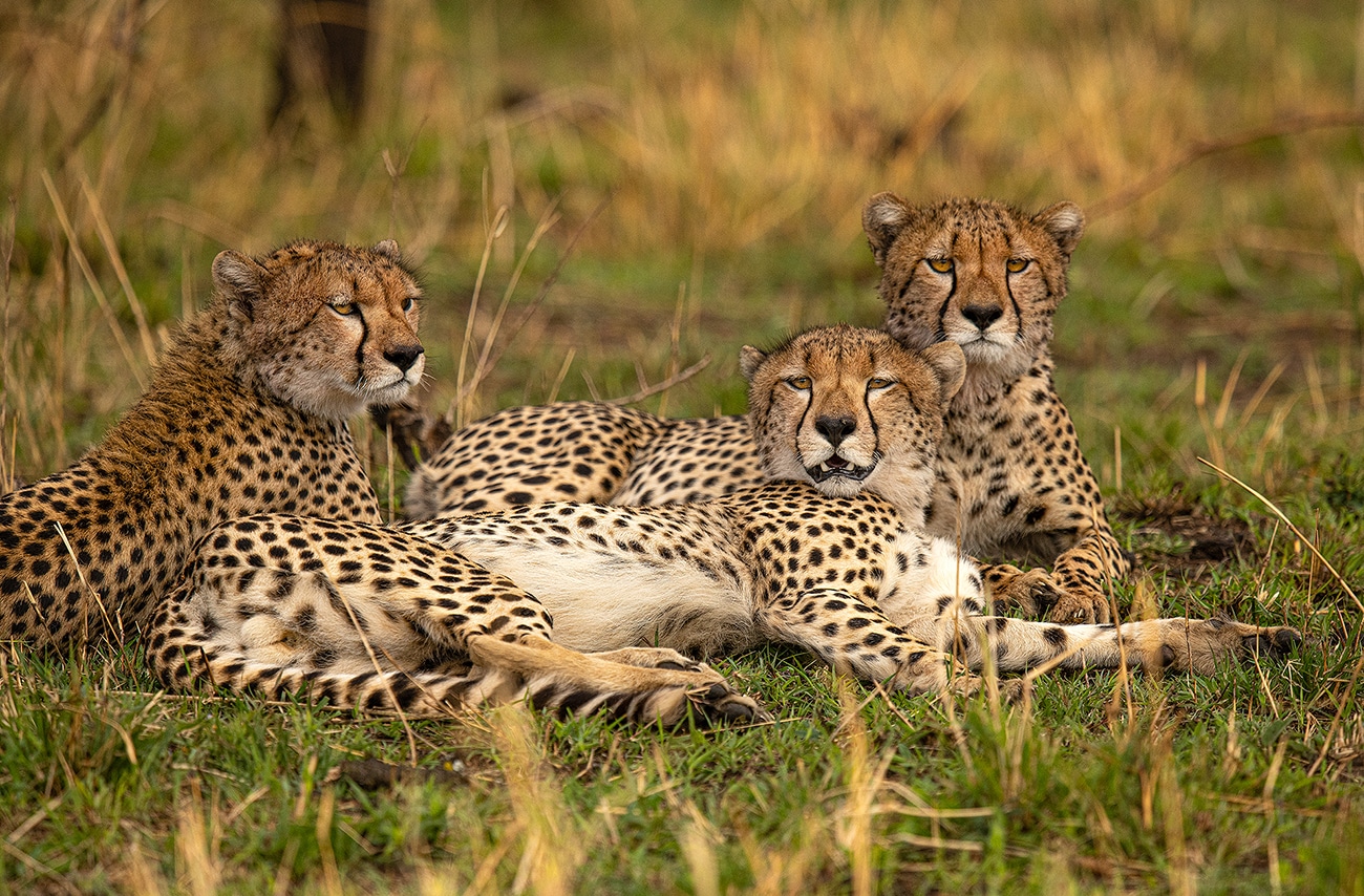 Photographing Big Cats Photographing Big Cats 3cheetahResting GD Whalen Photography