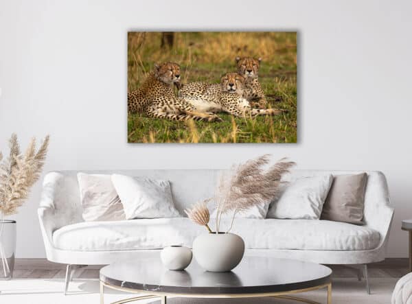 3 Cheetahs Resting cheetah 3cheetahRoom GD Whalen Photography