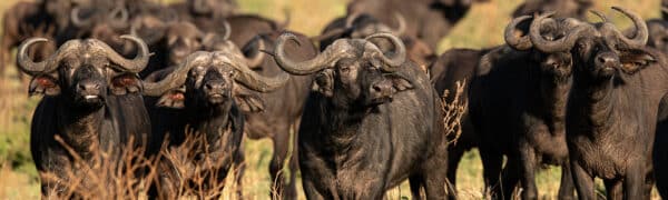 The 4 Amigos cape buffalo 4AmigosBestDarkenTry.18x60 e1647544643169 GD Whalen Photography