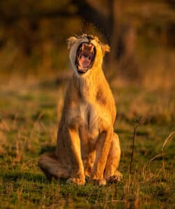 Lioness lion roar GD Whalen Photography Museum Grade Crystal Archival Prints Landscape photography wildlife photography nature photography