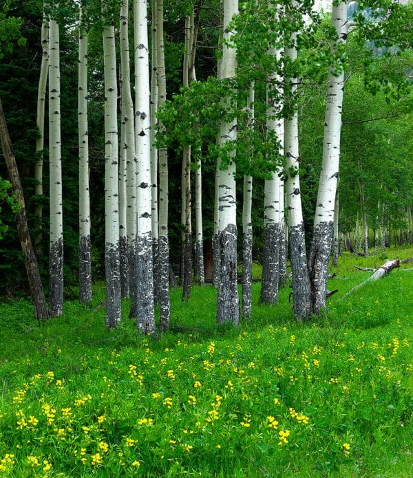 Aspens of Rocky Mountain NP aspen Aspens GD Whalen Photography