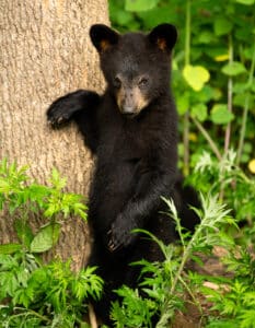 Wildlife photography