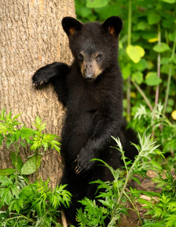 Wildlife photography