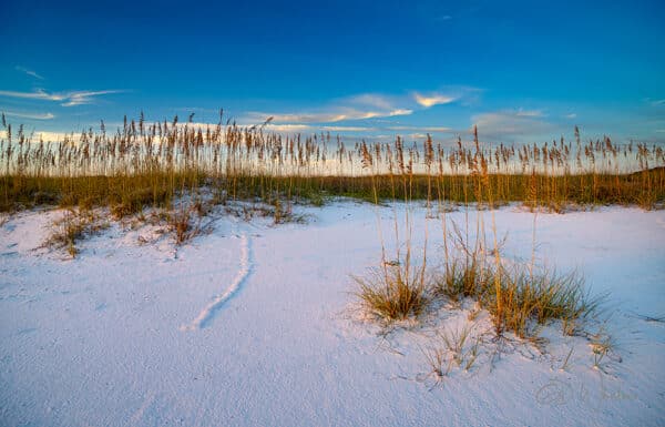 Beach Grass beach BeachMoleSandSky GD Whalen Photography