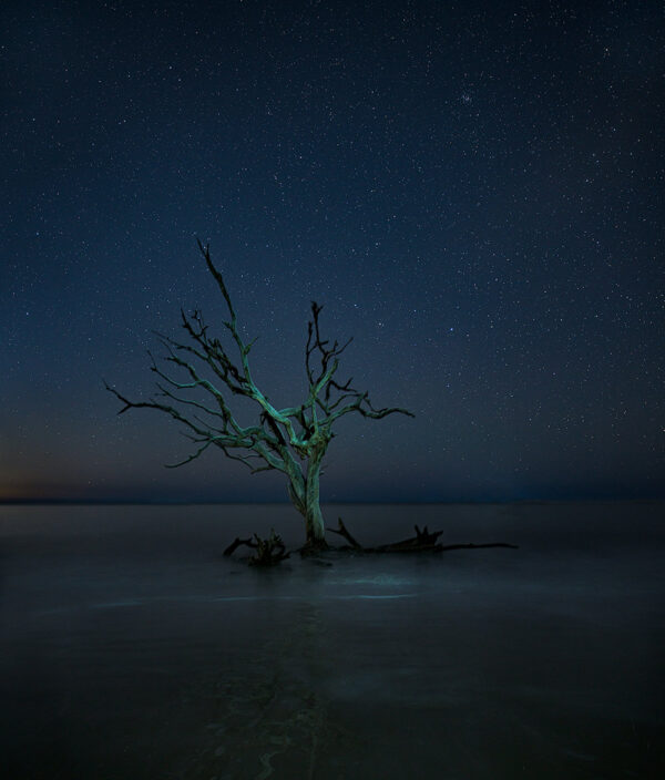 Midnight Tree Jekyll Island driftwood stars starlight ocean beach water tide landscape photography