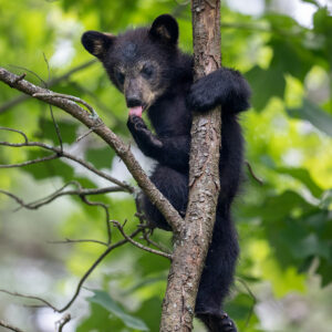 Bear Cub Cleaning bear cub tree animal photography Nikon z9 cute