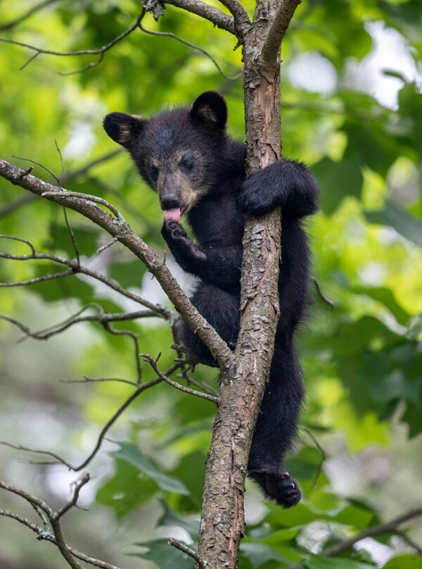 Black Bear Cub Licking His Paw Black Bear cub BearCubLickWebSite GD Whalen Photography