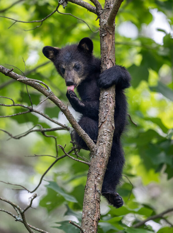 Bear Cub Cleaning bear cub tree animal photography Nikon z9 cute