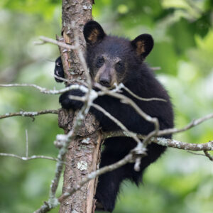 Bear Cub Tree bear tree animal photography cute