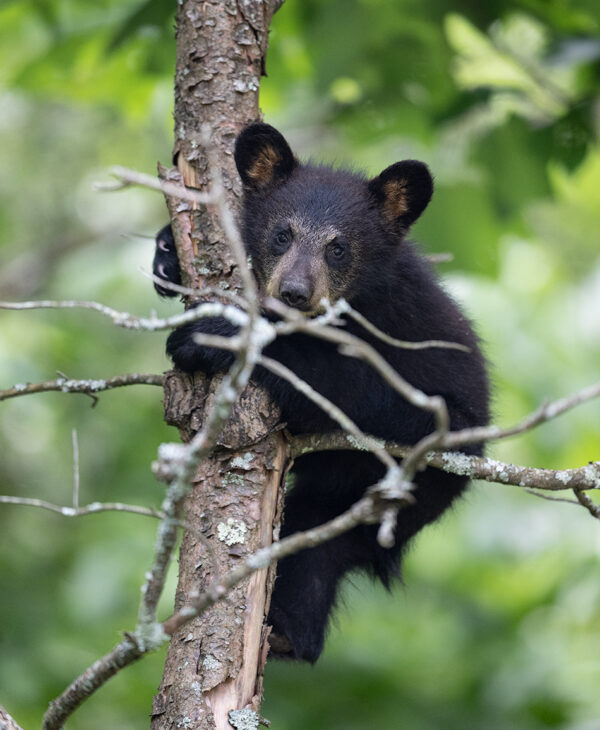 Black Bear Cub black bear cub BearCubScaredTwigsWEB GD Whalen Photography