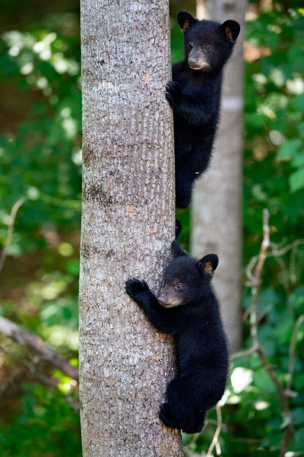 Bear Cubs on Tree bear BearCubsonTree e1647630497313 GD Whalen Photography