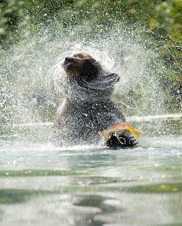 Bear Splash bear BearWaterSwirl2 33x41 1 GD Whalen Photography