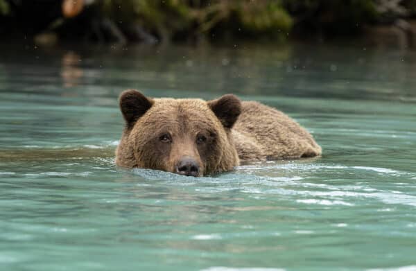 Wildlife photography Grizzly bear Alaska water eyes nature photography ears fur float