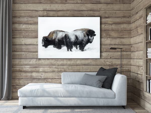 Life of a Bison in Winter bison BuffWinterStanding 1 GD Whalen Photography