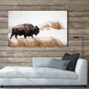 Archival canvas prints