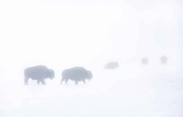 Yellowstone Bison Winter Storm Yellowstone BuffaloWinterStorm e1647629900806 GD Whalen Photography