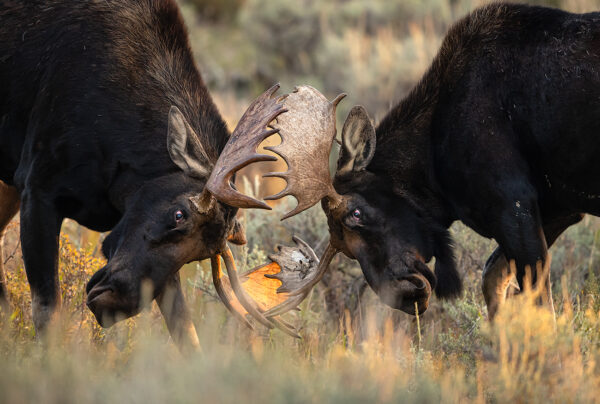 Battle of the Bulls moose BullMooseBattleUpCloseCropped GD Whalen Photography