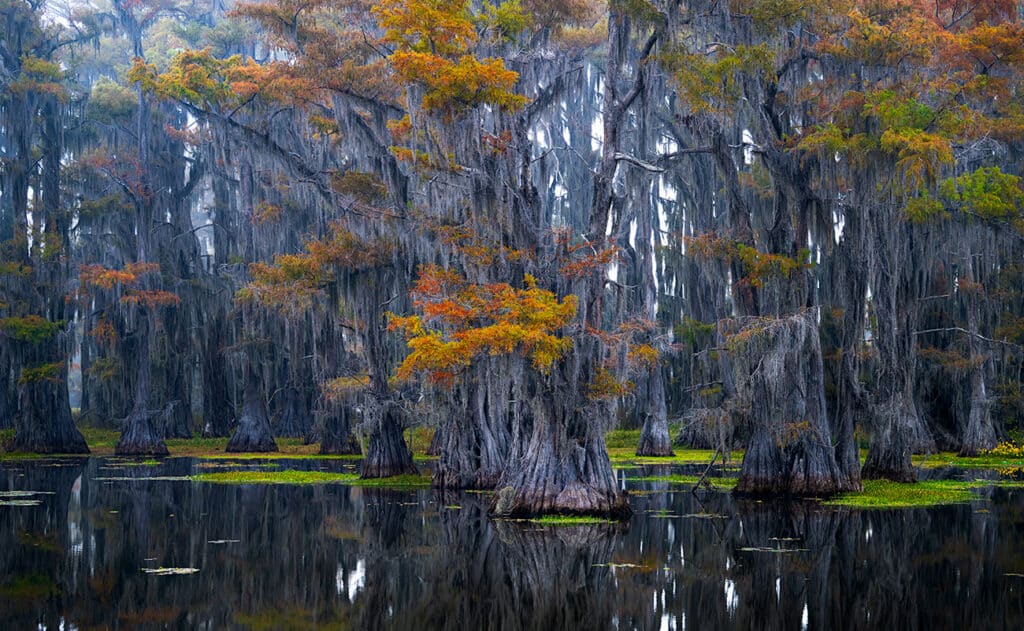 Wildlife Photography Nature Photography Museum Grade Crystal Archival Prints Wall art Fine art GD Whalen Photography landscape photography Caddo Lake Texas