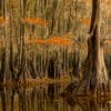 Wildlife Photography Nature Photography Museum Grade Crystal Archival Prints Wall art Fine art GD Whalen Photography Caddo Lake Texas swamp water trees reflection