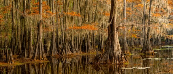 Wildlife Photography Nature Photography Museum Grade Crystal Archival Prints Wall art Fine art GD Whalen Photography Caddo Lake Texas swamp water trees reflection