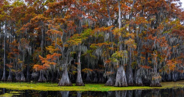 Fall at Caddo Lake Caddo Lake CaddoLakeArchPano gigapixel height GD Whalen Photography