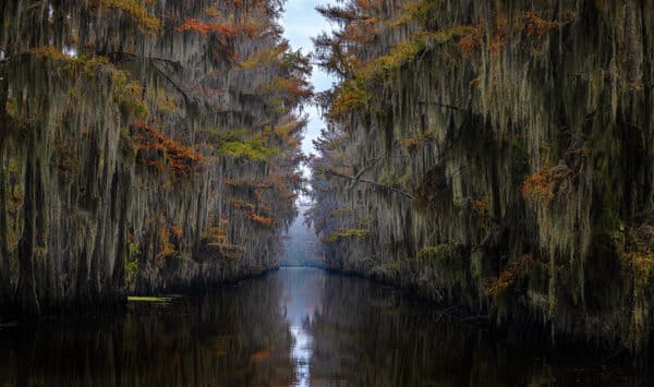 Wildlife Photography Nature Photography Museum Grade Crystal Archival Prints Wall art Fine art GD Whalen Photography swamp water river