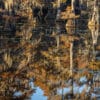 Nature photography swamp landscape photography Caddo Lake Texas reflection