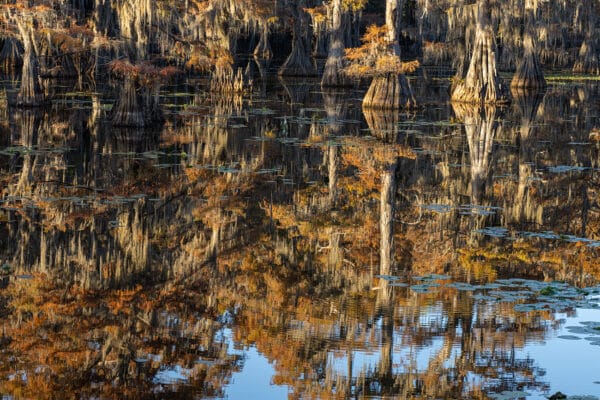 Nature photography swamp landscape photography Caddo Lake Texas reflection