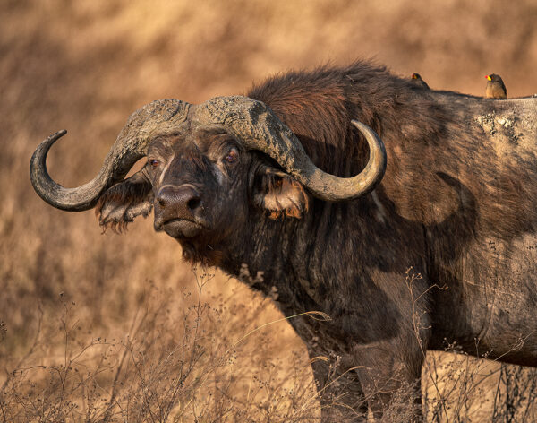 Cape Buffalo Africa wildlife birds nature photography Nikon z9 faces horns Kenya Tanzania