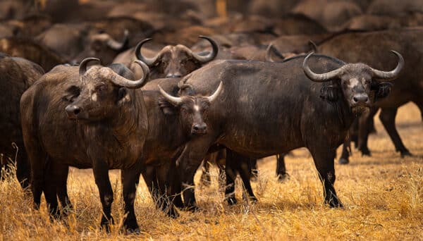 Cape Buffalo of the Masai Mara buffalo GD Whalen Photography