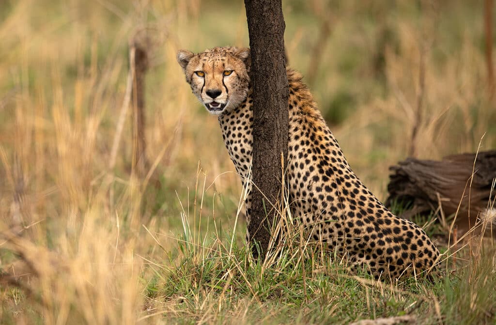 Africa CheetaBehindTreeAngle22x33 GD Whalen Photography