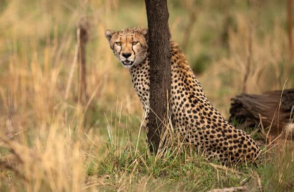 Wildlife photography cheetah Africa tree predator nature wildlife photography Nikon z9 eyes teeth serengeti