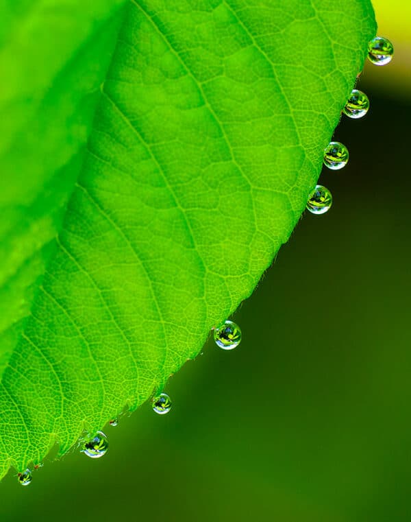Nature photography