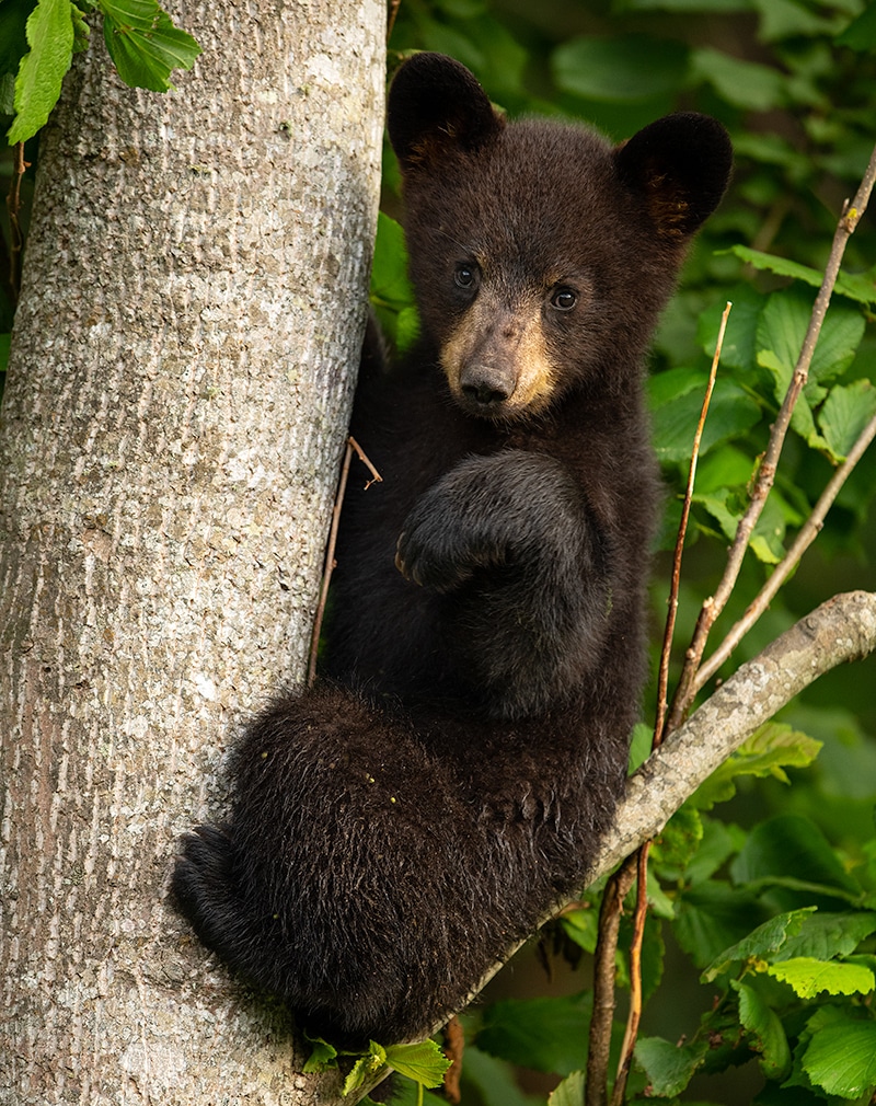 Bears CubCuteSitInLimbCurledArm GD Whalen Photography