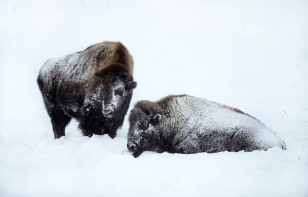 bison winter GD Whalen Photography Museum Grade Crystal Archival Prints Landscape photography wildlife photography nature photography