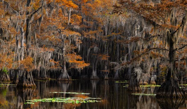 Wildlife Photography Nature Photography Museum Grade Crystal Archival Prints Wall art Fine art GD Whalen Photography Caddo Lake Texas