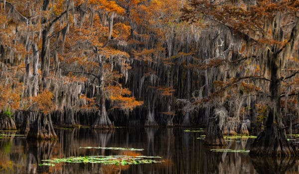 Caddo Lake Caddo Lake DeepSwamp GD Whalen Photography