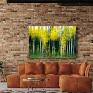 Museum Grade Crystal Archival Print Alaska Aspen tree wall art fine art
