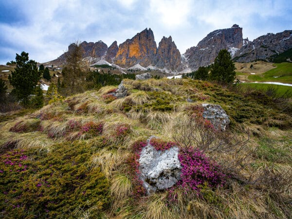 Dolomites Flowers purple mountains snow landscape photography beauty