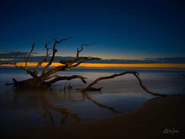 Driftwood Star Gaze driftwood DriftwoodBeach2023b GD Whalen Photography