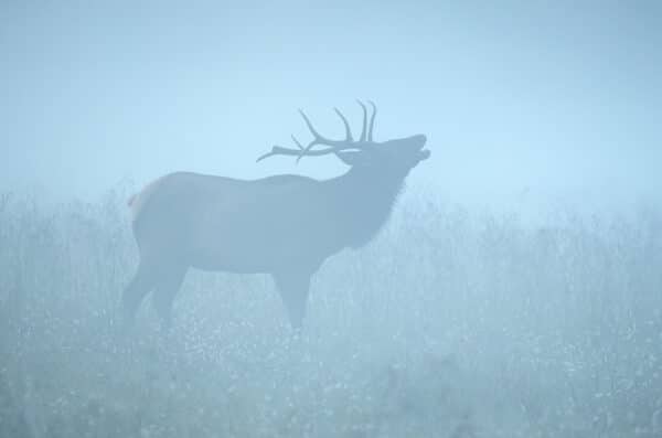 Elk Bugling in the Fog elk ElkBuglingintheFog GD Whalen Photography