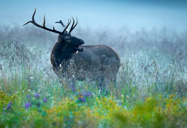 Wildlife photography