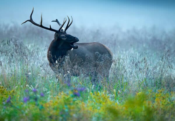 Elk in Fall Meadow elk ElkinFallMeadow 1 e1647630331586 GD Whalen Photography