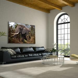 Wildlife photography