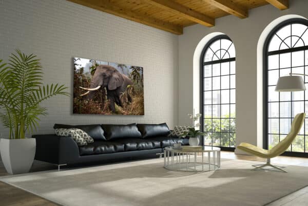 Wildlife photography