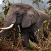 elephant GD Whalen Photography Museum Grade Crystal Archival Prints Landscape photography wildlife photography nature photography Africa safari