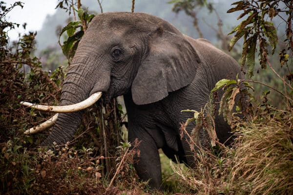 elephant GD Whalen Photography Museum Grade Crystal Archival Prints Landscape photography wildlife photography nature photography Africa safari