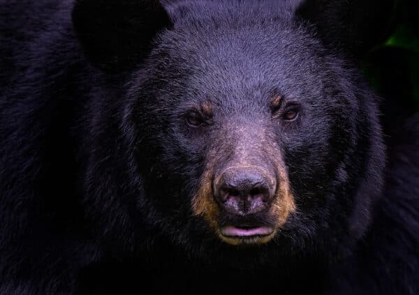 Eyes of a Black Bear bear EyesofaBlackBear e1647707632962 GD Whalen Photography